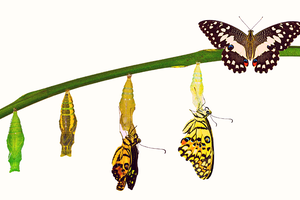 Metamorphosis of a yellow butterfly